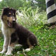 Adoption Dogs in Stillwater