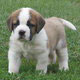Buy I Dog in Teays Valley, 