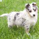 Dogs And Puppies For Sale in Paradise, 