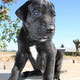 Puppies For Sale in Burley, Idaho