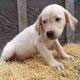 Dog Adoption Shelters in Laurinburg, North Carolina