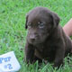 Dogs And Puppies For Sale in Dothan, Alabama