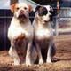 Dogs For Adoption in Rawlins, 